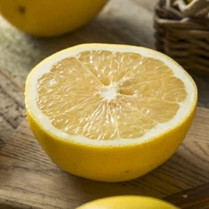 Melogold Grapefruit Grafted Plant Fruit Tree Tall 24 inchs - Picture 1 of 6