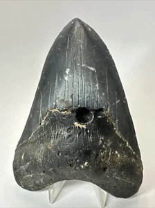 Megalodon Shark Tooth 5.14 inch - Black - Natural Fossil - Real - Rare 18586 - Picture 1 of 8
