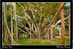 Banyan Tree at Edison Winter Home Fort Myers Florida Vintage Postkarte Spc17 - Bild 1 von 2