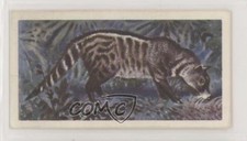 1962 Brooke Bond Asian Wild Life Tea Indian Civet #15 z6d