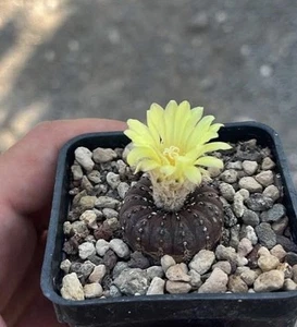 Frailea castanea, Topf 6 gelbe Blüten Pflanze 2 cm braun weiße Punkte - Bild 1 von 4