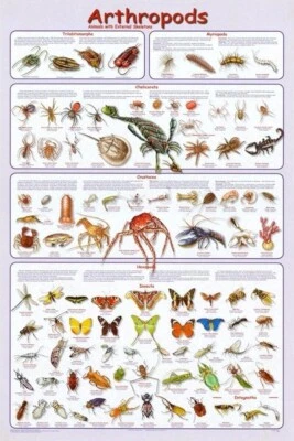 Poster Arthropods Educational Classroom Chart - Image 1 of 2