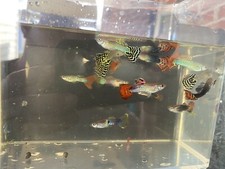 6 Fancy Guppy Males Live Bearers Freshwater Aquarium Fish