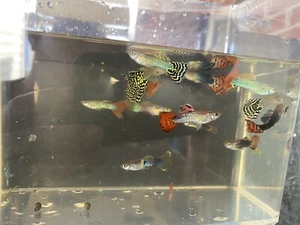 2 Fancy Guppy Breeding Trios (4 F, 2 M) Live Bearers Freshwater Aquarium Fish - Picture 1 of 12