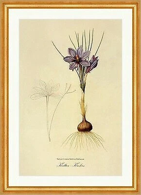 Kultur - Krokus Safran Crocus Sativus Iridaceae Saffron  Redoute 067 Gerahmt - Bild 1 von 1