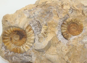 Ammonit, Arnioceras semicostaum, Jura, Sinemur, Holderness, Yorkshire, UK -f59 - Bild 1 von 5
