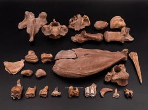 Fossiliensammlung aus SW Florida 2640 - Bild 1 von 6