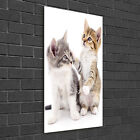 Wandbild Druck auf Plexiglas® Acryl Hochformat 50x100 Zwei kleine Katzen