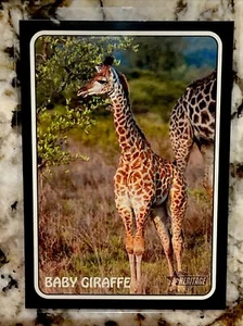 2024 Topps Heritage Brandon Belt "Baby Giraffe" Zoo’s Who Stick-Ons #75Z-11 - Picture 1 of 3