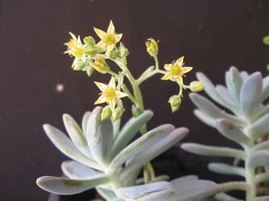 Ghost plant, x 3 leaves ,quick & easy striking, great price - Picture 1 of 6
