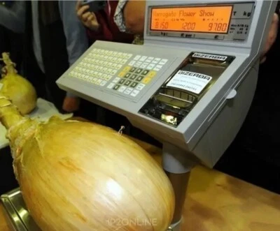 1000 Kelsae Giant Onion Seeds Giant Big Monster  Heirloom Vegetable - Image 1 of 3