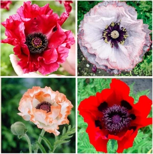 1000+ Perennial Mixed California Poppy Flower Seeds for Planting Outdoors-Poppy  - Picture 1 of 12