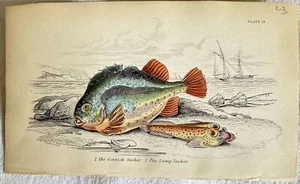 The Cornish Sucker Lunp Sucker Succiascoglio Lompo Fishes Ittiologia Lizard 1840 - Picture 1 of 1