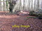 Photo 6x4 Beeches in Upper Wepham Wood Burpham/TQ0408  c2009