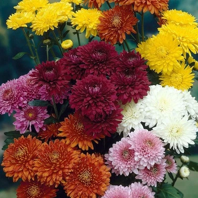 Garden mum mix - 200 SEEDS - Chrysanthemum indicum - Perennial LONG FLOWERING - Image 1 of 4