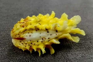 Cardita Crassicosta 46.5mm GEM intense YELLOW color PATTERN ,WOW!! - Picture 1 of 6