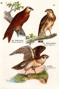1910 SCHREIBER CHROMO northern goshawk, red kite, common buzzard - Picture 1 of 2