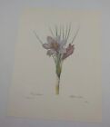 P J Redoute belles fleurs crocus sativus art botanique plaque de livre imprimé 26
