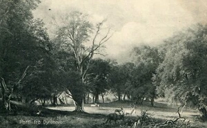 Denmark Parti fra Dyrehaven old postcard - Picture 1 of 4