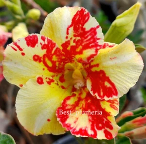 Adenium Obesum Wüstenrose ""Sinmanee"" 100 Samen - Bild 1 von 7