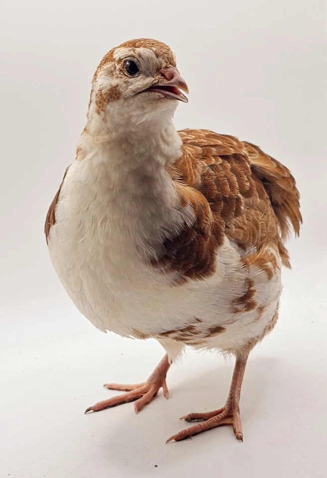 72 huevos para incubar codorniz Coturnix - Celadon azul verdadero Foto 1 de 4