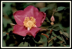 Vintage Alberta Prickly Rose Floral Emblem Postcard Dexter Sovereign - Picture 1 of 2