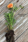 Yellow Orange Grandiflora Portulaca Moss Rose Cuts Plants - Read Description