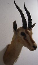 Thomson Gazelle - Präparat aus Tansania - Trophäe - Taxidermy - Jagd