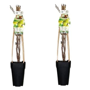 2er Set Grüne Stachelbeere, (Ribes uva-crispa), Sorte: Tatjana, ca. 65cm hoch - Bild 1 von 2