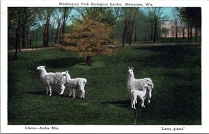 Llama at Washington Park Zoo, Milwaukee, Wisconsin- c1920s White Border Postcard - Picture 1 of 2