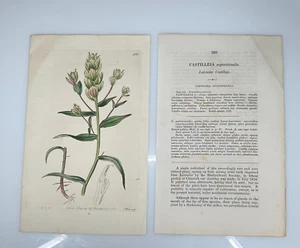 1825 Lindley Ridgway Botanical #925 Castilleja Septentrionalis Labrador - Picture 1 of 3