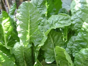 50 X SPINACH SEEDS-'BLOOMSDALE'-WINTER FOOD GARDEN-ASIAN VEGETABLE PLANTS - Picture 1 of 12
