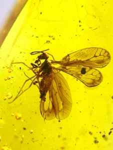 Burmite Fossil Cretaceous amber unknown insect Burmese amber Fossil Myanmar - Picture 1 of 8