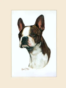Original Boston Terrier Painting by Robert J. May - Picture 1 of 1