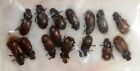 15x Aphodiinae sp. A1/A2 Scarabaeidae Rutelidae Lucanidae Beetles Aphodius