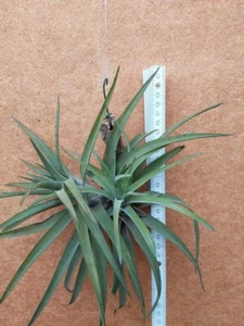 Tillandsia velutina, XL, aufgebunden mit Ableger - Bild 1 von 2