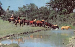 Postcard MN: Greetings from Pipestone, Minnesota, Posted 1954, Horses - Picture 1 of 3