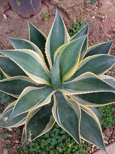 Agave chiapensis multicolor plantas con raiz jovenes Planta nueva joven 4-10 cms - Imagen 1 de 6