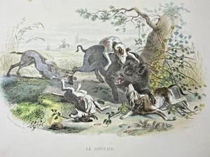 Gravure XIX 1848 Histoire Naturelle / Oiseaux - BUFFON / Ed TRAVIES / FURNE - Foto 1 di 3