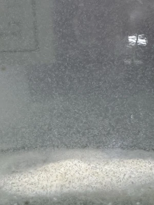 Живая стартовая культура Paramecium для аквариумных нано-рыб и мальков - Изображение 1 из 2