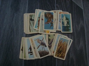 75 Brooke Bond Canada Tea Cards  BIRDS OF NORTH AMERICA - Picture 1 of 2