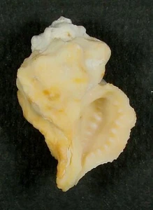 MUREX MILIARIS 38.30mm SUPER CHOICE SPECIMEN Cebu, Philippines - Picture 1 of 2