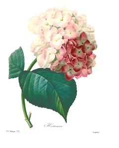ROSA HORTENSIE 8" x 10" Giclée Kunstdruck - Bild 1 von 1