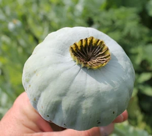 1000 Qis Bowling Ball Poppy Seeds - P. Somniferum - Largest Rattle Type Poppy - Picture 1 of 18