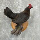 #24919 E | Bantam Chicken Hen Taxidermy Bird Mount For Sale