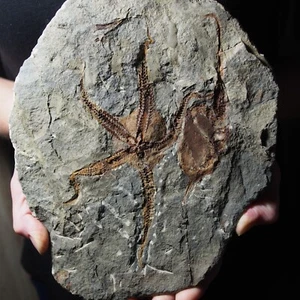 Very large 1.5kg Cystoid Starfish Ophiura sp. Fossil Morocco Ordovician - Picture 1 of 8