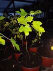 Ficus "Black Mission" Fig Tree plant cold hardy 2 plants free shipping SPECIAL