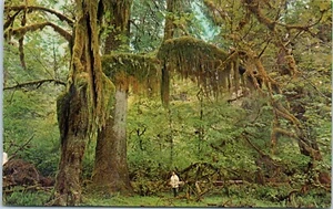 Moss Draped Maples, Hoh Rain Forest, Olympic National Park, Washington Postcard - Picture 1 of 2