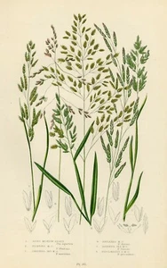 1899 Stampa Antica = POA (265)Botanica Piante = CROMOLITOGRAFIA by A.Pratt - Bild 1 von 1