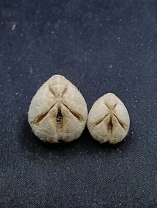 2 x Moira lethe alien heart sea urchin Collectable sea shell #13103 - Imagen 1 de 4